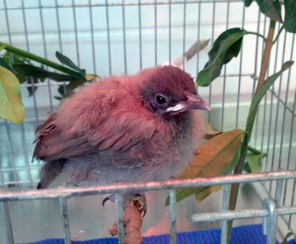 גוזל בולבול